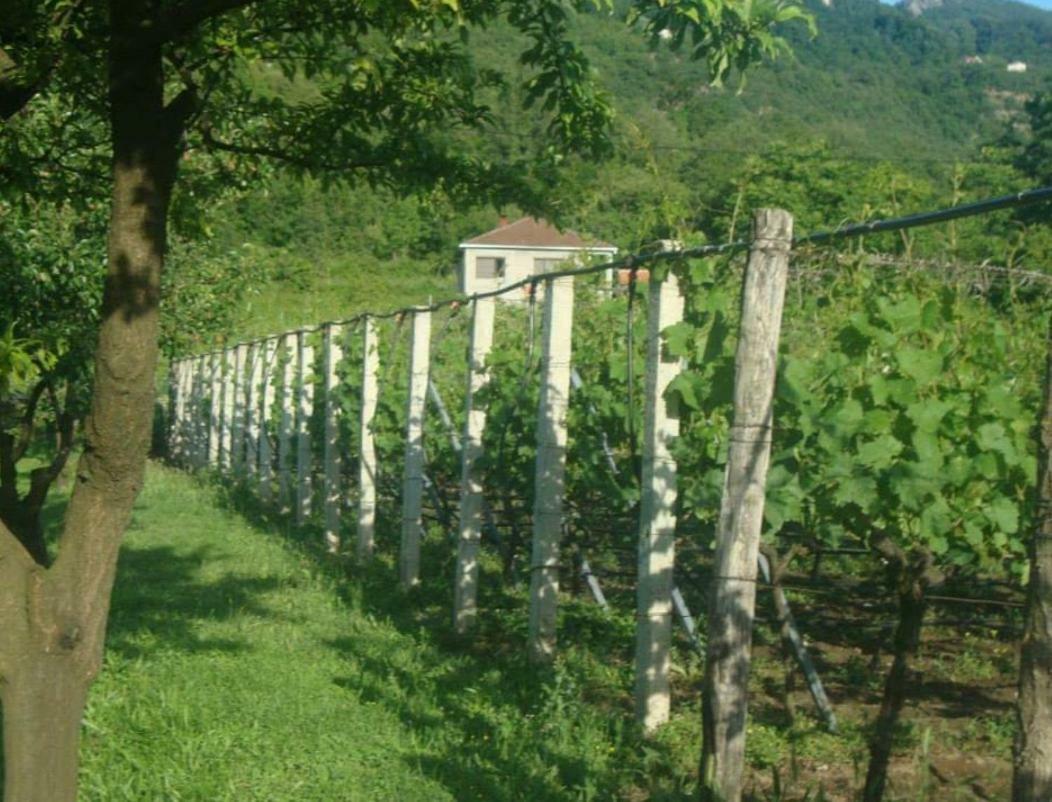 Studio And Winery Kalimut Virpazar Luaran gambar