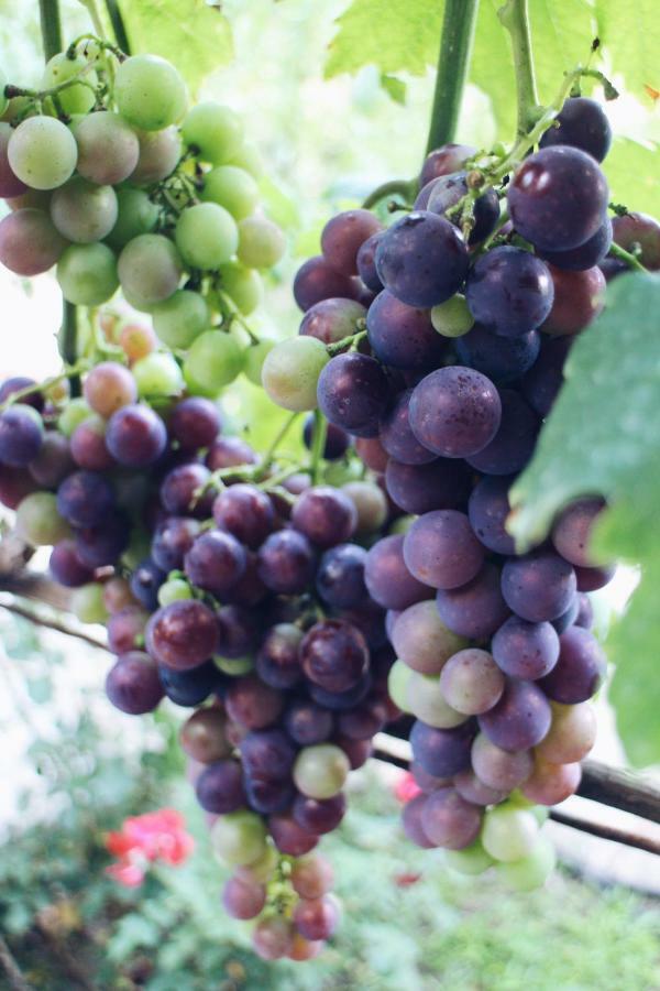 Studio And Winery Kalimut Virpazar Luaran gambar